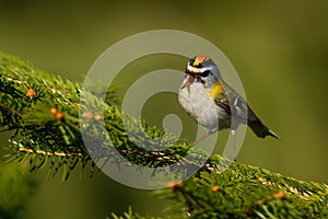 Firecrest - Regulus ignicapilla small forest bird with the yellow crest singing in the dark forest, very small passerine bird in