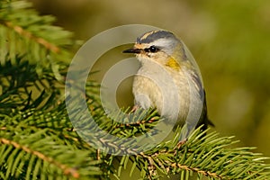 Firecrest - Regulus ignicapilla
