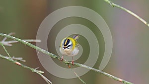 Firecrest - Regulus ignicapilla with the yellow crest singing in the dark forest, small european bird in the forest habitat.