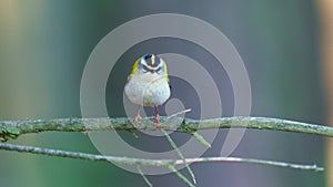 Firecrest - Regulus ignicapilla with the yellow crest singing in the dark forest, small european bird in the forest habitat.