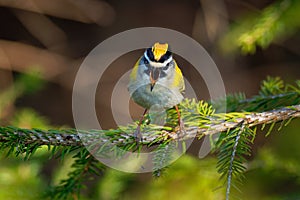 Firecrest - Regulus ignicapilla with the yellow crest singing in the dark forest, very small passerine bird in the kinglet family