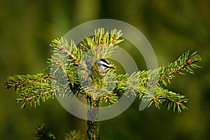 Firecrest - Regulus ignicapilla with the yellow crest singing in the dark forest, very small passerine bird in the kinglet family