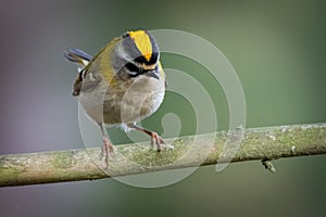 Firecrest - Regulus ignicapilla with the yellow crest sitting on the branch in the dark forest with the beautiful background