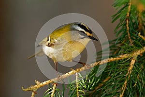 Firecrest - Regulus ignicapilla with the yellow crest sitting on the branch in the dark forest with the beautiful colorful backgro