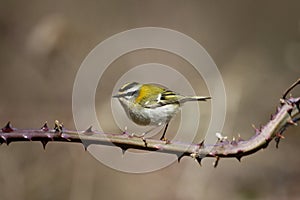 Firecrest, Regulus ignicapillus