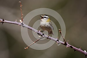 Firecrest, Regulus ignicapillus