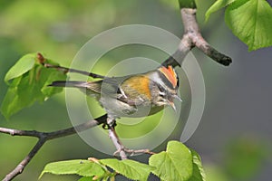 FirecrestÂ´s crown (Regulus ignicapillus) sitting on the branches.