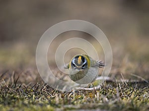 Firecrest in short grass looking at you