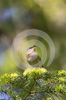 Firecrest singing Regulus Ignicapilla