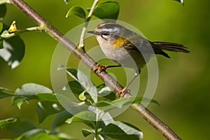Firecrest