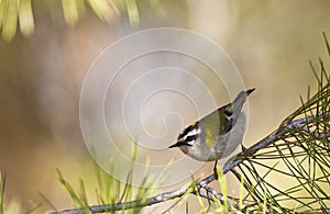 Firecrest on a Tree Branch