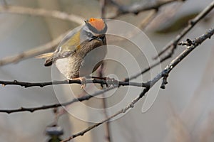 Firecrest on a twig .