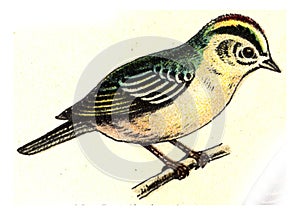 Firecrest, vintage engraving