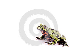 Fired Bellied Frog