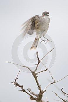 Fired-eyed diucon Xolmis pyrope jumping over a branch.