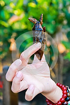 Fired fresh water pimp in the hands