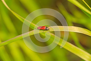 Firefighter beetle with red back on the grass