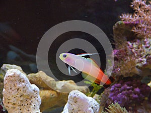 Firefish