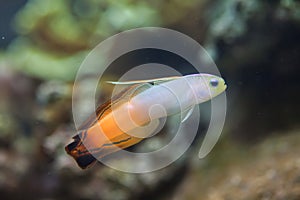 Firefish goby Nemateleotris magnifica photo