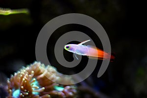 Firefish goby - Nemateleotris magnifica photo