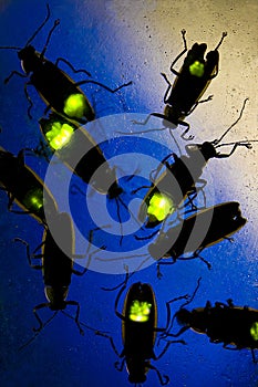 Fireflies Flashing at Night - This Beetle is also known as the Lightning Bug