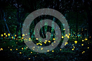 Fireflies flying in the forest at twilight. photo