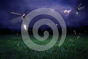 Fireflies at night