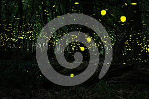 Fireflies/ Night in the forest with fireflies photo