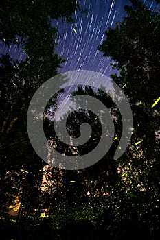 Fireflies under star trails