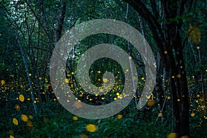 Světlušky světlo hmyz v deštný prales v noci 