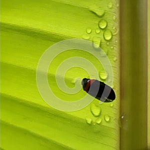 Firefly  On Banana  Leaf