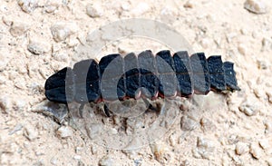 Firefly beetle larva, unusual insect, Lampyridae, close up, macro,