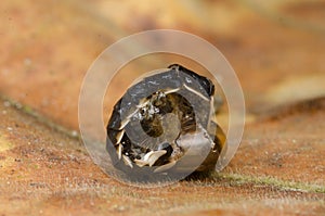 Firefly beetle larvae feeding on snail