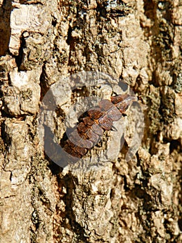 Firefly female glow worm larva crawling on tree bark