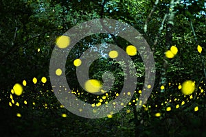 Firefly flying at night in the forest