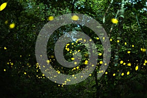 Firefly flying at night in the forest