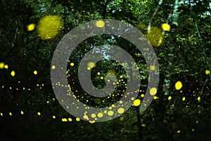 Firefly flying at night in the forest