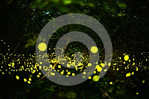 Firefly flying in the night forest