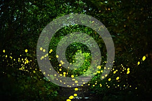 Firefly flying at night in the forest