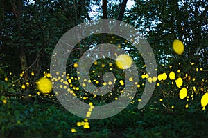 Firefly flying at night in the forest