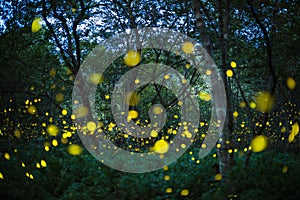 Firefly flying at night in the forest