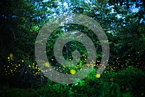 Firefly flying at night in the forest in Thailand