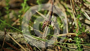 Firefly in green grass forest, summer night time