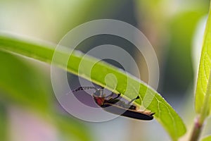 Firefly hanging under leaf in July