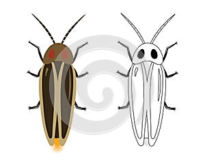Firefly or Lampyridae Vector Illustration