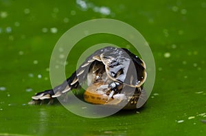 Firefly larva with prey