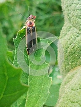 Firefly lightning bug insect on leaf
