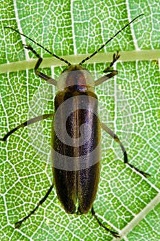 Firefly - Lightning Bug on Leaf