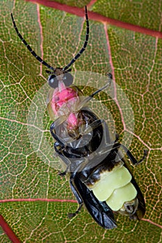 Firefly - Lightning Bug on Leaf