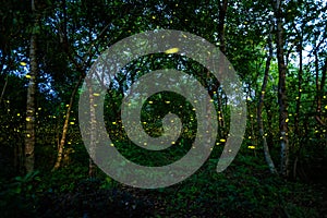 Firefly lightning bug in the rainforest at night